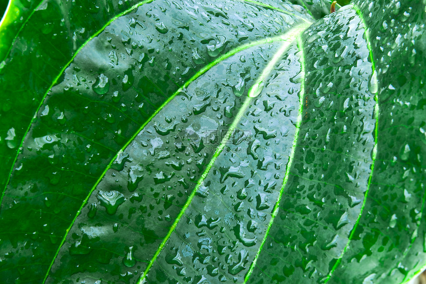 热带热带绿叶抽象背景生态生活植物学植物群森林叶子树叶墙纸环境宏观图片