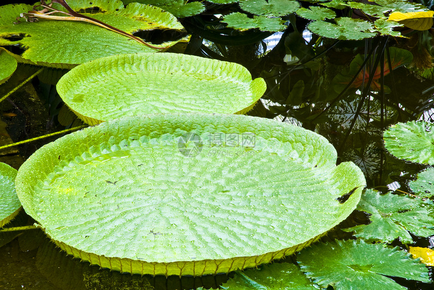 热带热带绿叶抽象背景环境植物生态叶子花园树叶植物学季节生活植物群图片