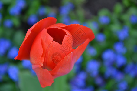 春春郁金绿色花朵郁金香公园蓝色红色花坛植物群背景图片