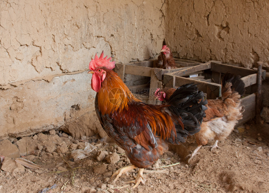 乡间农场鸡和公鸡在鸡舍动物食物羽毛棕色谷仓乡村院子黑色红色家禽图片