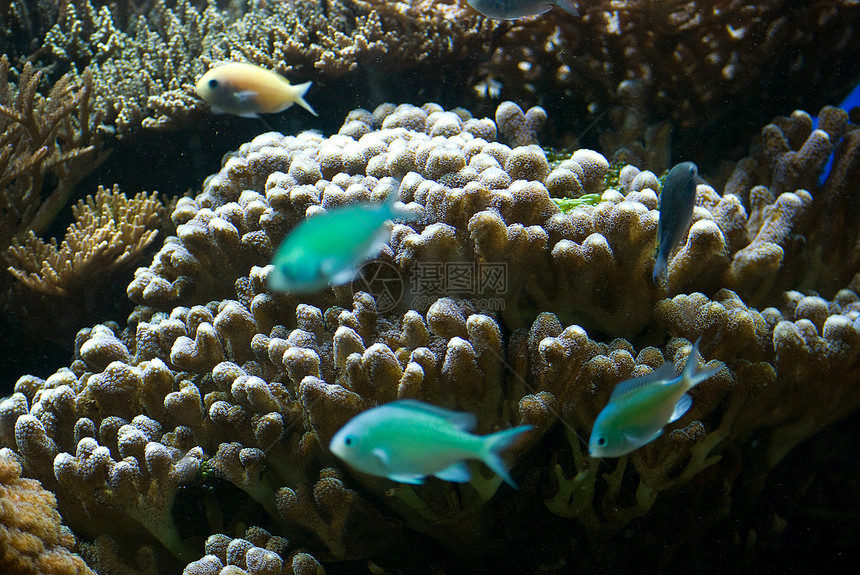 含有鱼类和珊瑚的水族馆假期旅游野生动物海洋荒野动物蓝色盐水旅行潜水图片