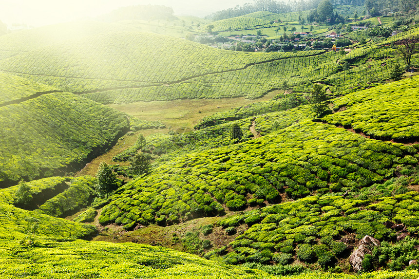 茶叶种植园城市生长树叶农田植物农业高地灌木丛爬坡山脉图片