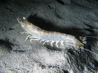 海洋虾虾藻类动物荒野部门生物海洋生物游泳生活潜水深渊背景