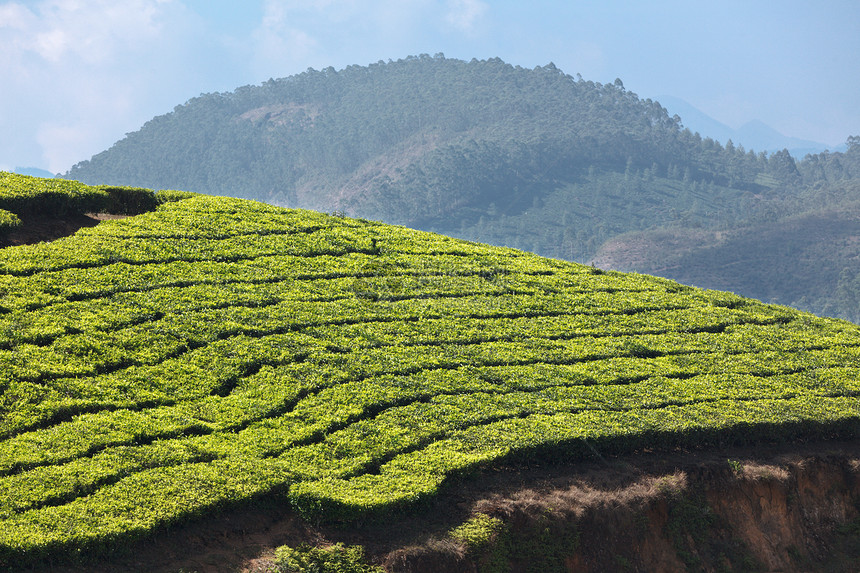 茶叶种植园植物风景农场爬坡农作物场景场地农田城市天空图片