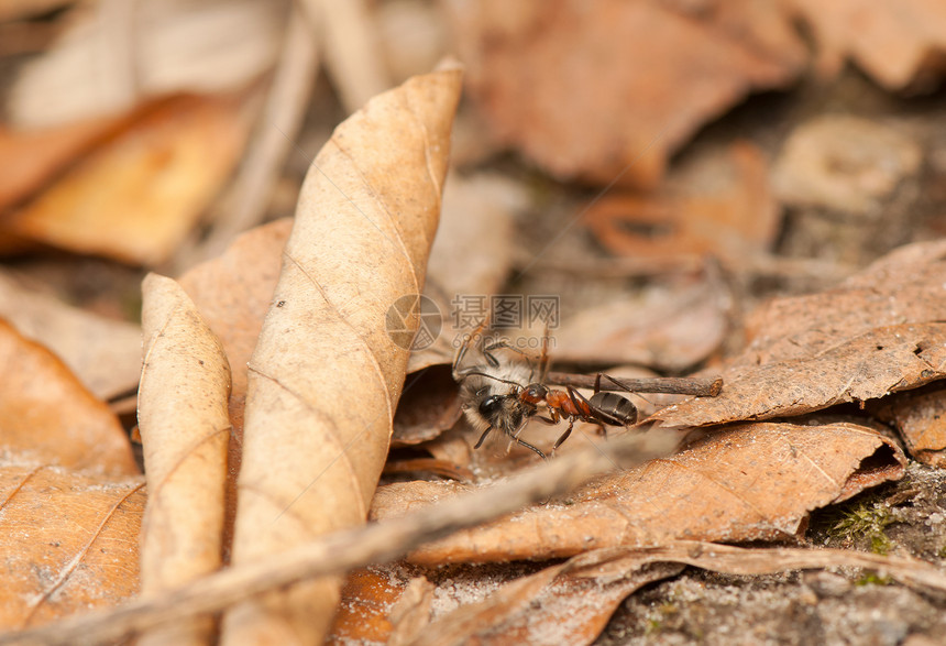 蚂蚁野生动物漏洞宏观团队红色工作木头动物昆虫学工人图片