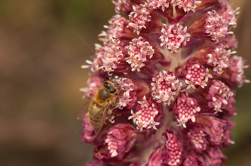 离皮类动物兰草胚珠蜜蜂野花植物学季节昆虫植物花瓣照片图片