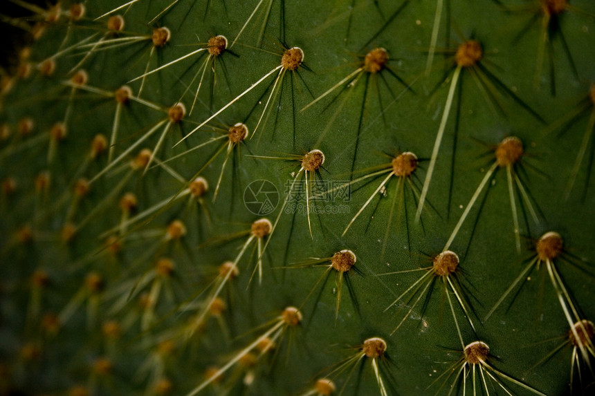 Cactus 特写园艺宏观生活生长环境植物沙漠植物学危险叶子图片