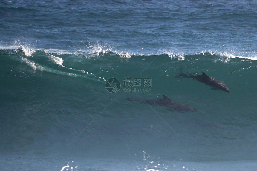 波浪中的野生海豚图片