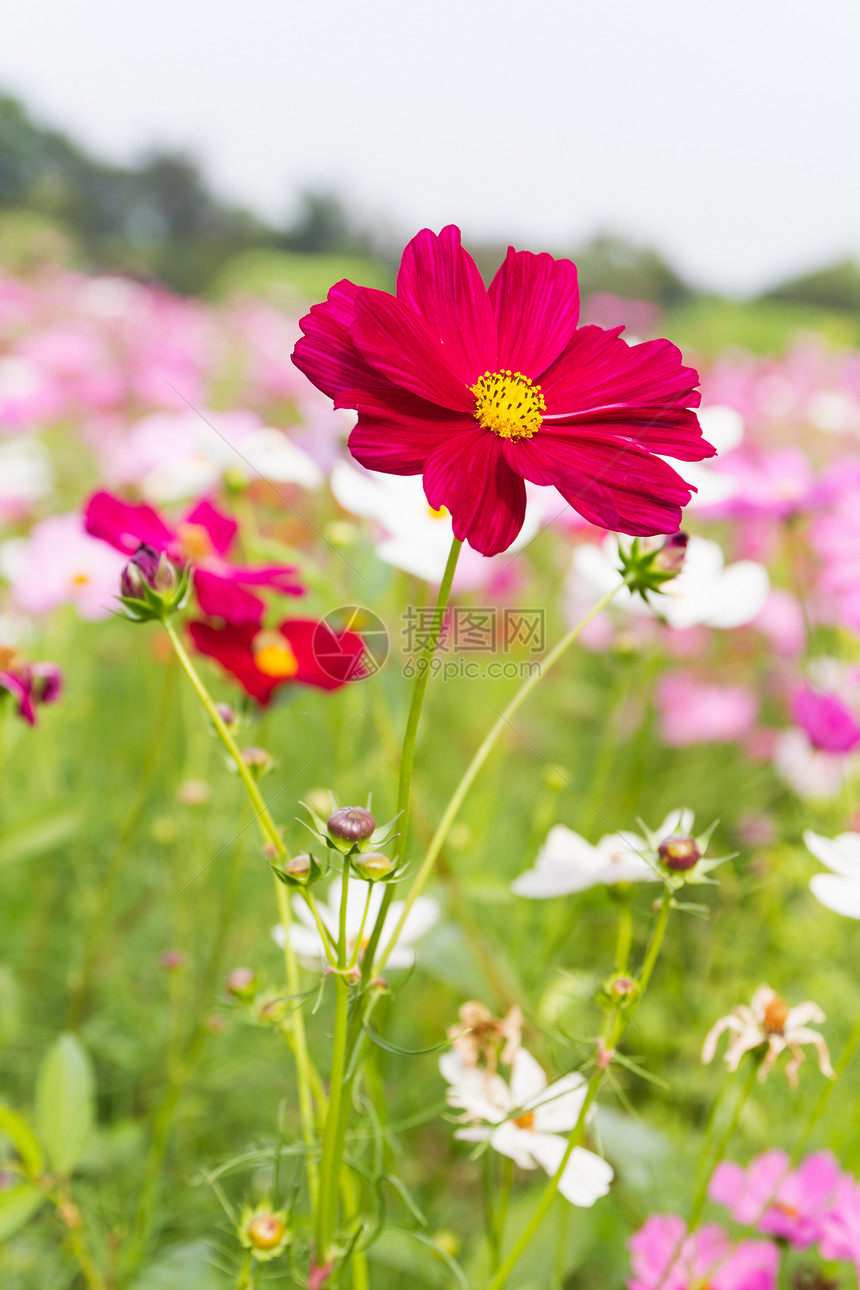 红宇宙花朵植物群叶子场地花园紫色季节农村雏菊森林草地图片