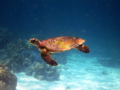 海龟蓝色玳瑁红色呼吸管热带潜水员甲蟹水族馆殖民地珊瑚背景图片