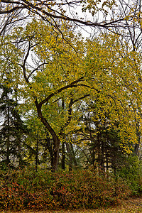 瑞金娜的秋天黄色公园树木橙子树叶金黄色绿色背景图片