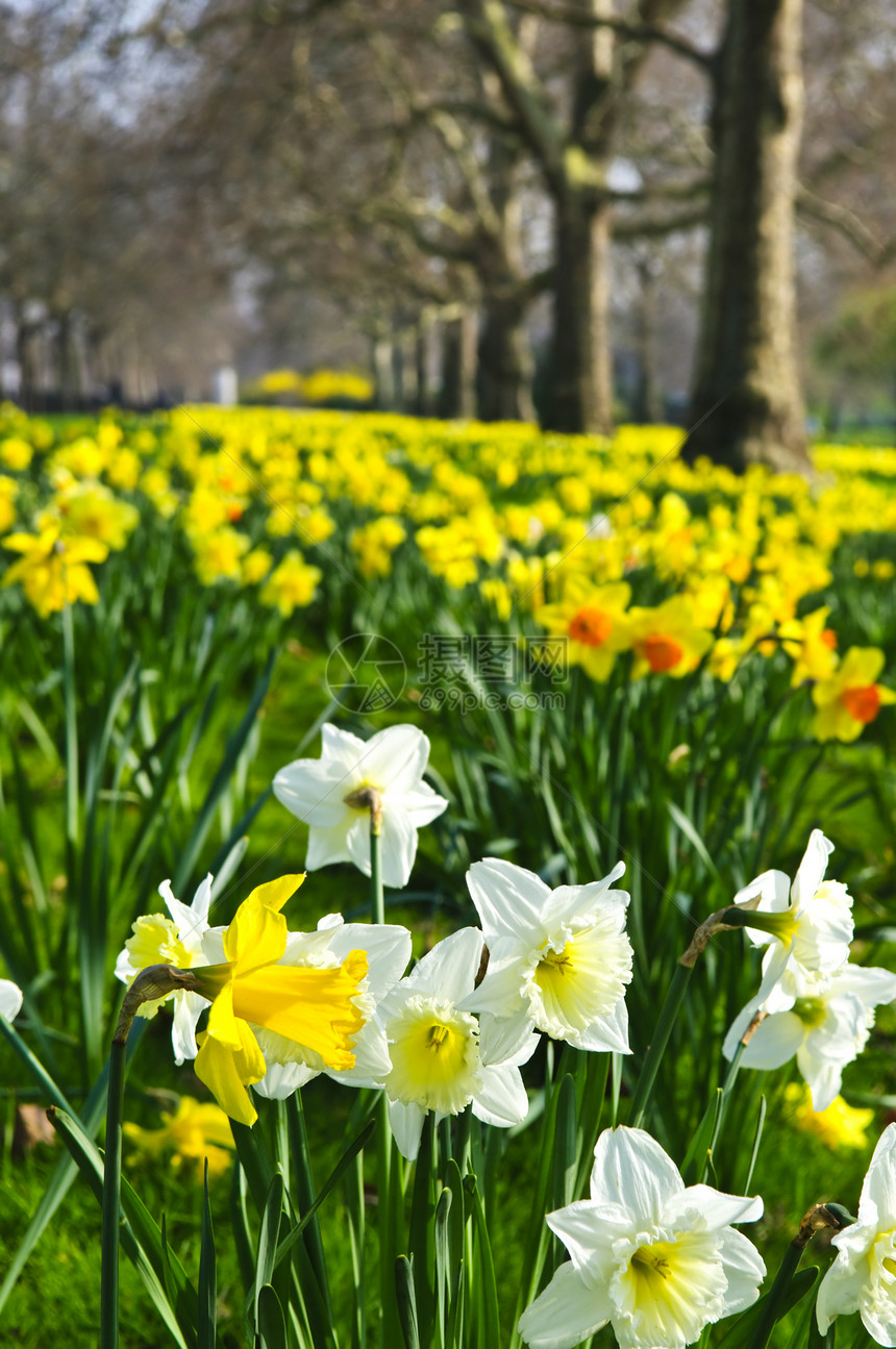 圣詹姆斯公园的水仙花园生长白色季节性树木场地草地黄色季节公园图片
