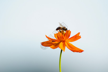 蜜蜂和鲜花课程蜂蜜工蜂飞行昆虫晴天蜂巢花粉自然背景图片