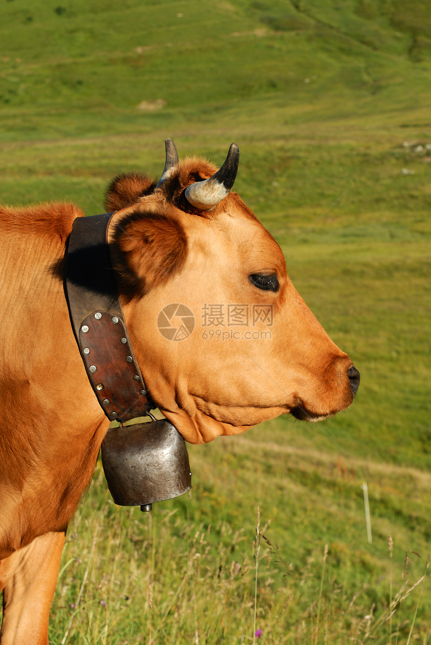 阿尔卑牛胸部农场反刍动物奶牛动物毛皮女性小牛头发喇叭图片