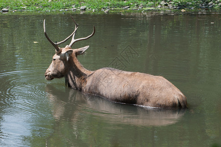 鹿在水中背景图片