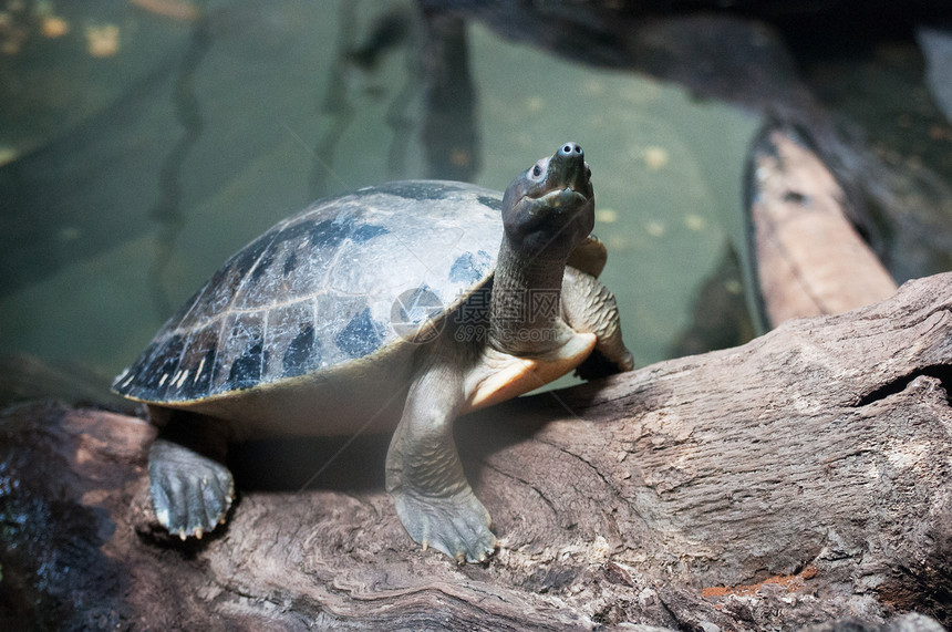 闭闭的海龟鳄龟野生动物荒野龟爬虫动物园爬虫学乌龟图片