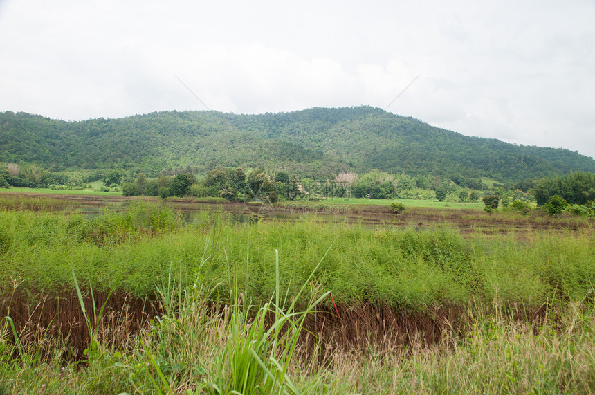 大稻田生长绿色场地经济植物食物农场收成图片