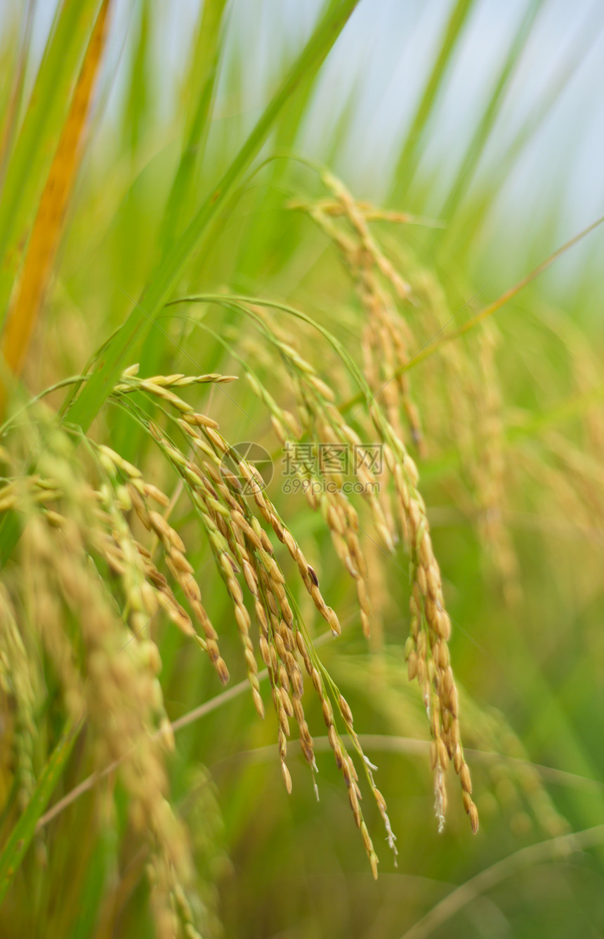 田地里的熟米饭种子种植园农场叶子植物环境蓝色热带生长谷物图片