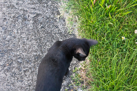 黑猫动物工作室金子宠物尾巴灰色小猫爪子棕色虎斑猫咪高清图片素材