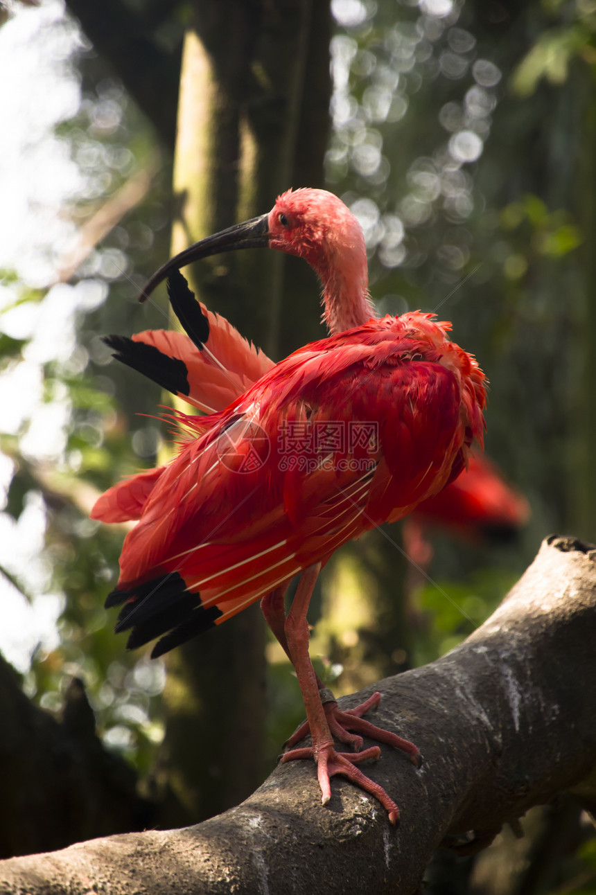斯嘉丽一双异国生物动物园脊椎动物栖息情调野生动物橡胶热带红色图片