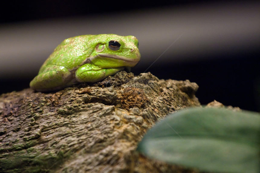 绿树青蛙食虫森林动物木头两栖水分栖息地动物群眼睛生态图片