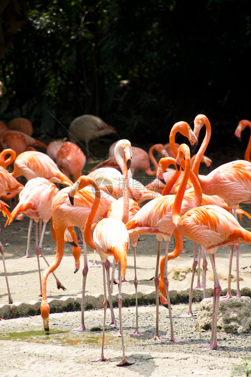 加勒比烈火居住鸟类荒野脖子涉水羽毛姿势动物动物园火烈鸟图片