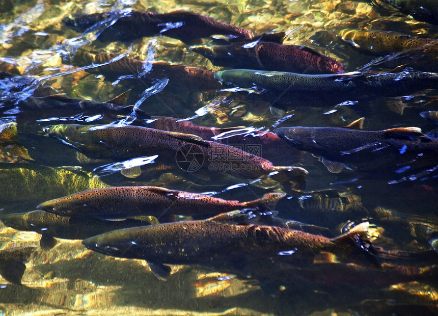 伊萨夸河瓦辛顿河上游多色鲑鱼养殖红眼石头反思帝王鹅卵石避难所钓鱼栖息地食物图片