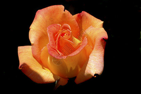 彩色桃色玫瑰 在黑色上隔离背景图片