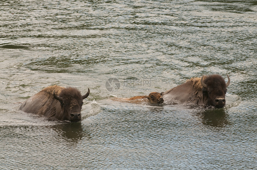 水牛游过黄石公园图片