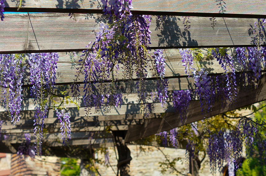 西部地区宏观紫丁香气候活力阳光天空园艺花瓣紫色美丽图片