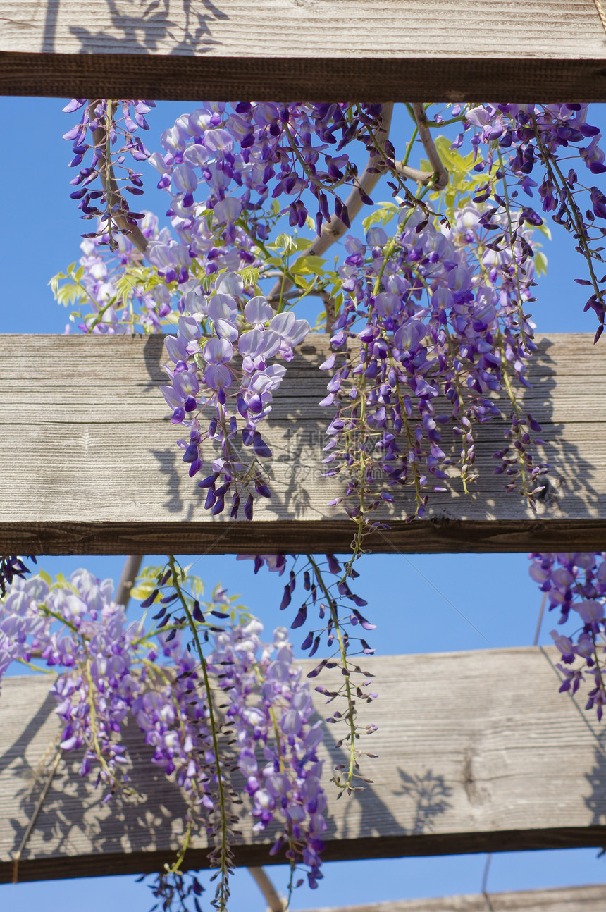 西部地区紫色活力蓝色生长白色美丽天空气候植物紫丁香图片