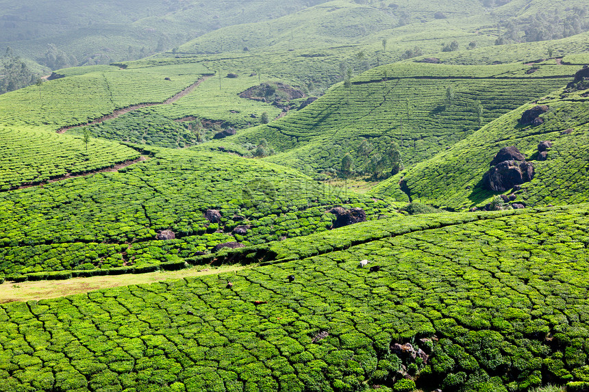 茶叶种植园天空高地丘陵风景农作物场景叶子植物爬坡农田图片