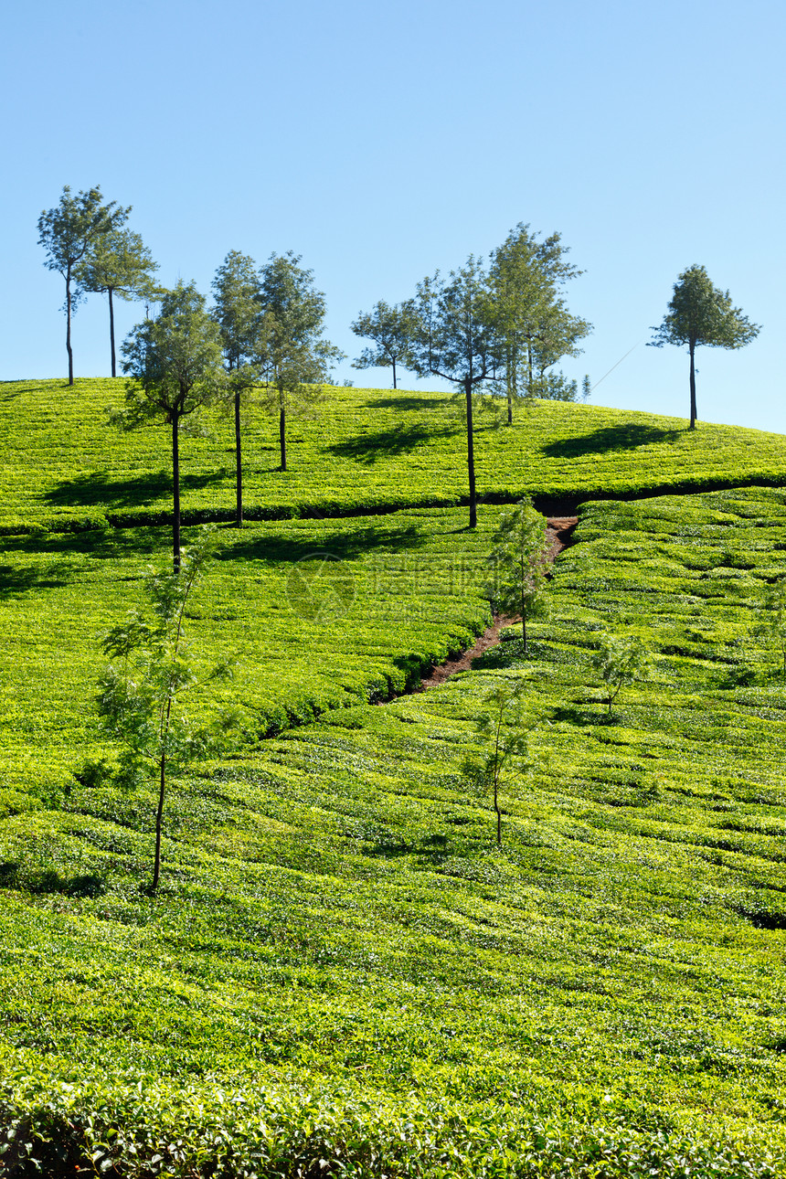 茶叶种植园风景山脉农场场地爬坡场景茶园生长生育力农业图片