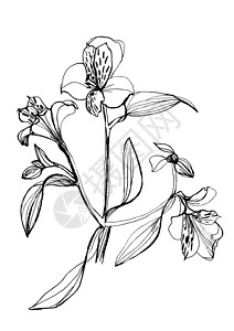 单色一朵花阿尔斯特梅里亚花背景