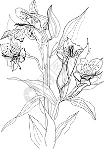 阿尔梅里亚绘制的藻类花朵插画