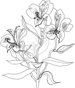 阿尔梅里亚绘画以斜体色花朵的钢笔插画