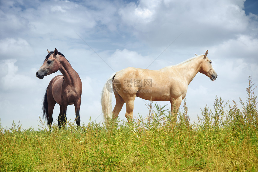 马匹活力野生动物牧场板栗家畜农业草原赛马生活养牛图片
