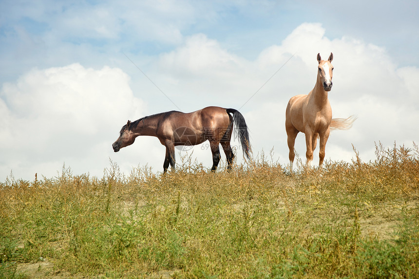 两匹马动物自由牧场荒野野生动物草皮养牛赛车手生活活力图片