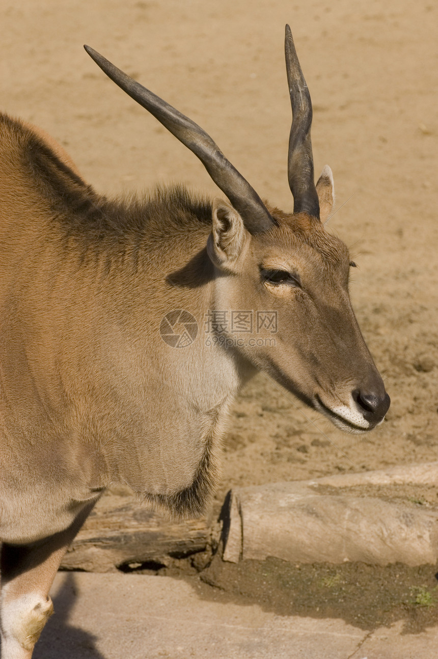 矿石动物反刍动物羚羊食草脖子牛科耳朵牛角哺乳动物鼻子图片
