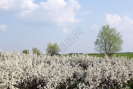 白花绿色田野白树和白花 春天的景象背景