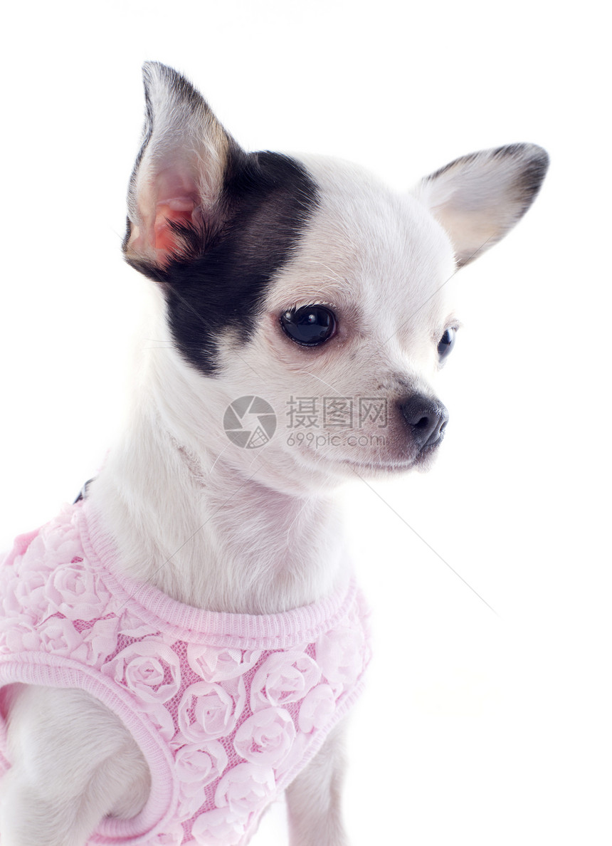 小狗吉娃娃犬类动物工作室伴侣宠物粉色黑色白色图片