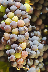 在卡阿纳帕谷葡萄园的葡萄藤上 熟熟的红葡萄背景图片