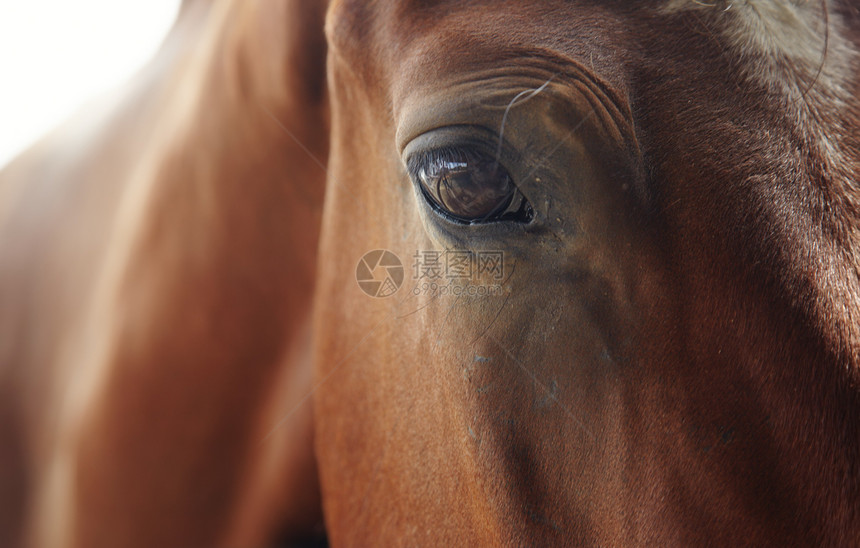 马赛马棕色孤独眼睛赛车手水平野生动物哺乳动物农场悲哀图片