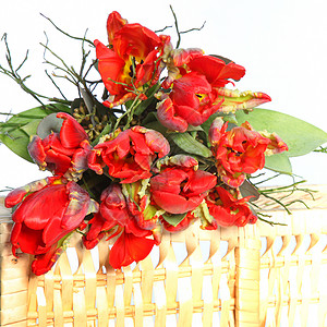 七彩花 七彩花植物生长季节礼物植物群红色背景图片