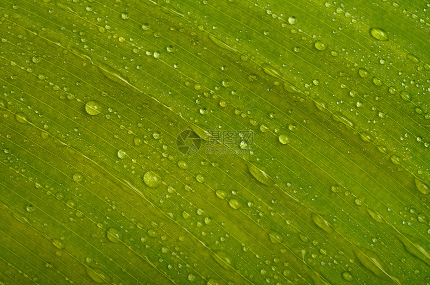 绿叶 加上水滴叶子液体宏观植物绿色雨滴图片