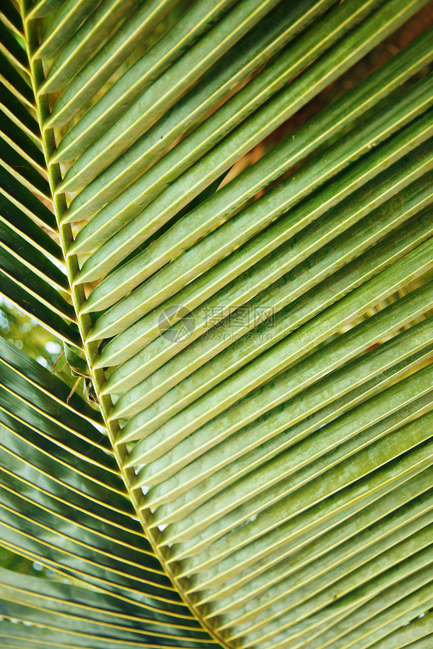 棕榈叶叶子香蕉涟漪荒野气候植物群情调生活生物植物图片