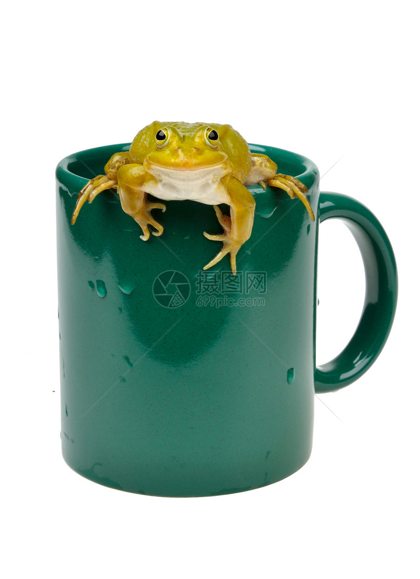 杯子里的青蛙图片
