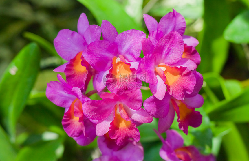 美丽的兰花植物群植物环境农村热带花瓣紫色花束装饰背景图片