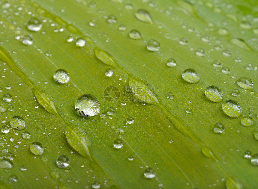 绿叶 加上水滴绿色植物液体宏观雨滴叶子图片