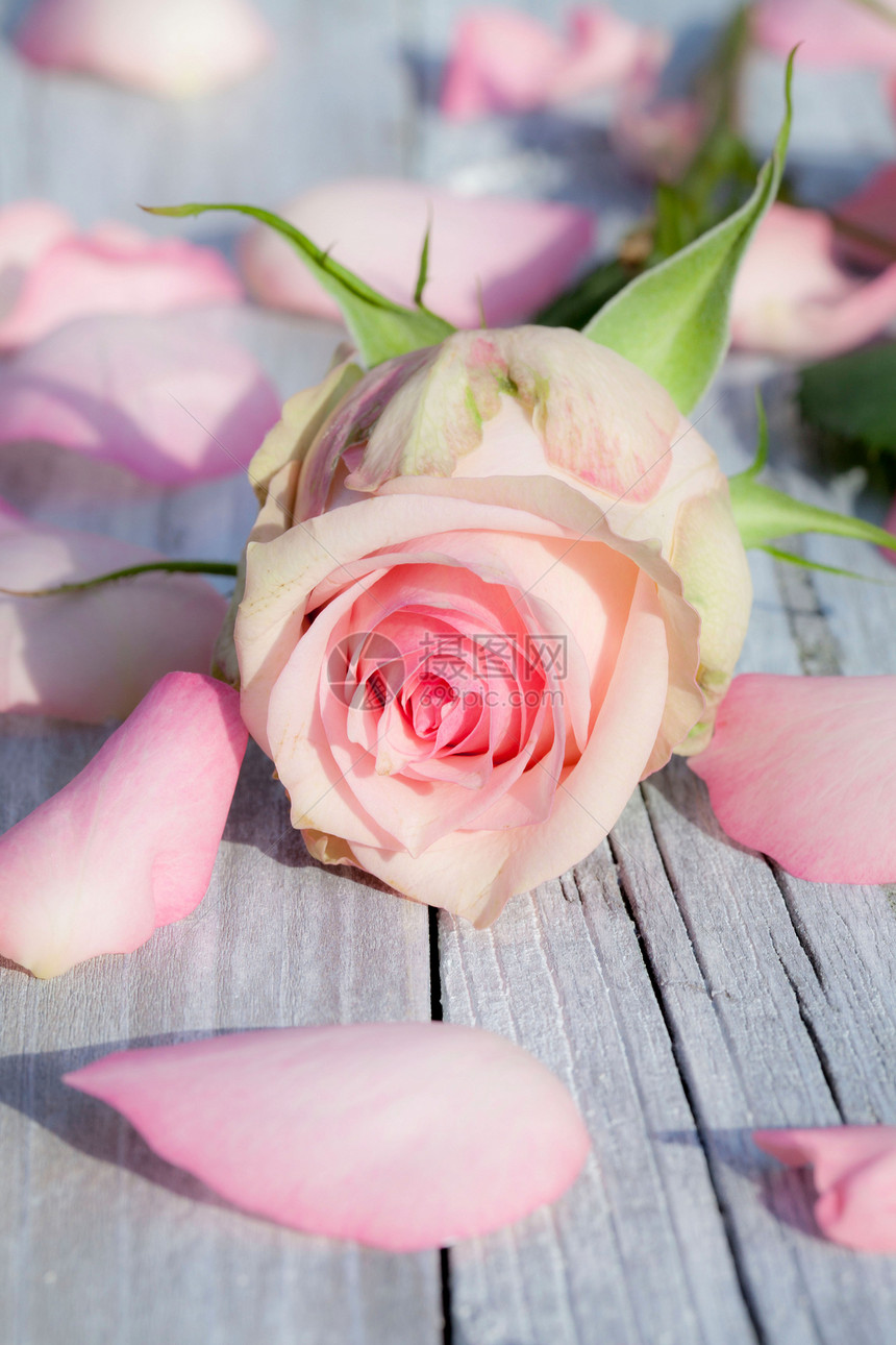 粉红玫瑰花瓣玫瑰木头晴天花朵婚礼宏观礼物美丽植物花园图片